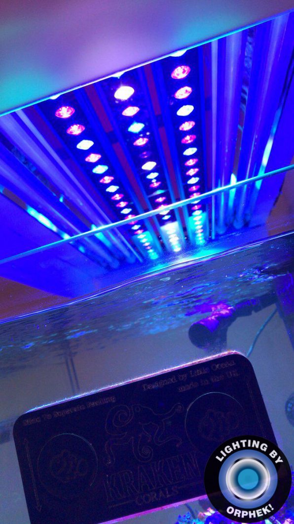 orphek LED-belysning rev saltvannstank