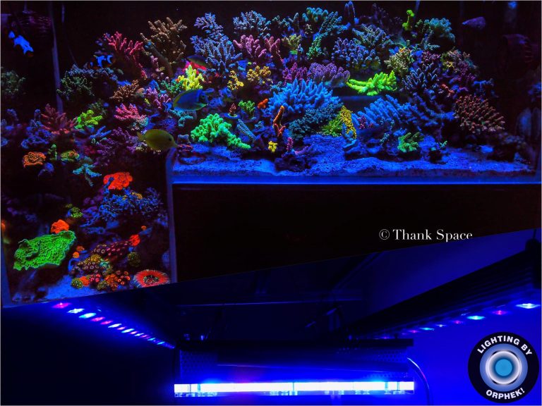 orphek lighting best coral pop reef LEDs