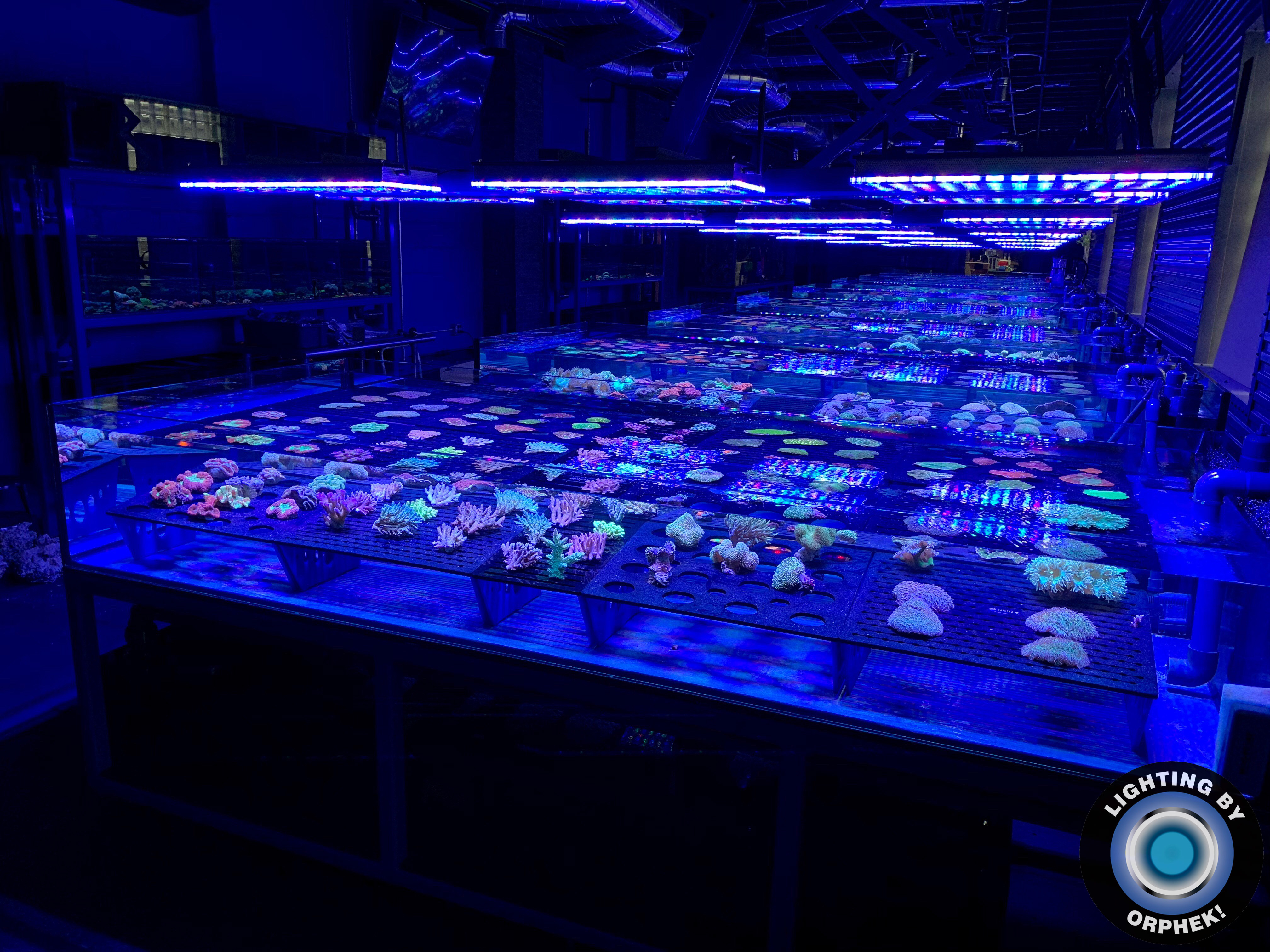 beste reef akvarium LED belysning 2020