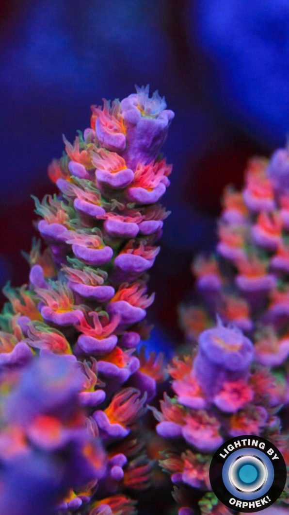 meilleur éclairage corallien à LED 2020
