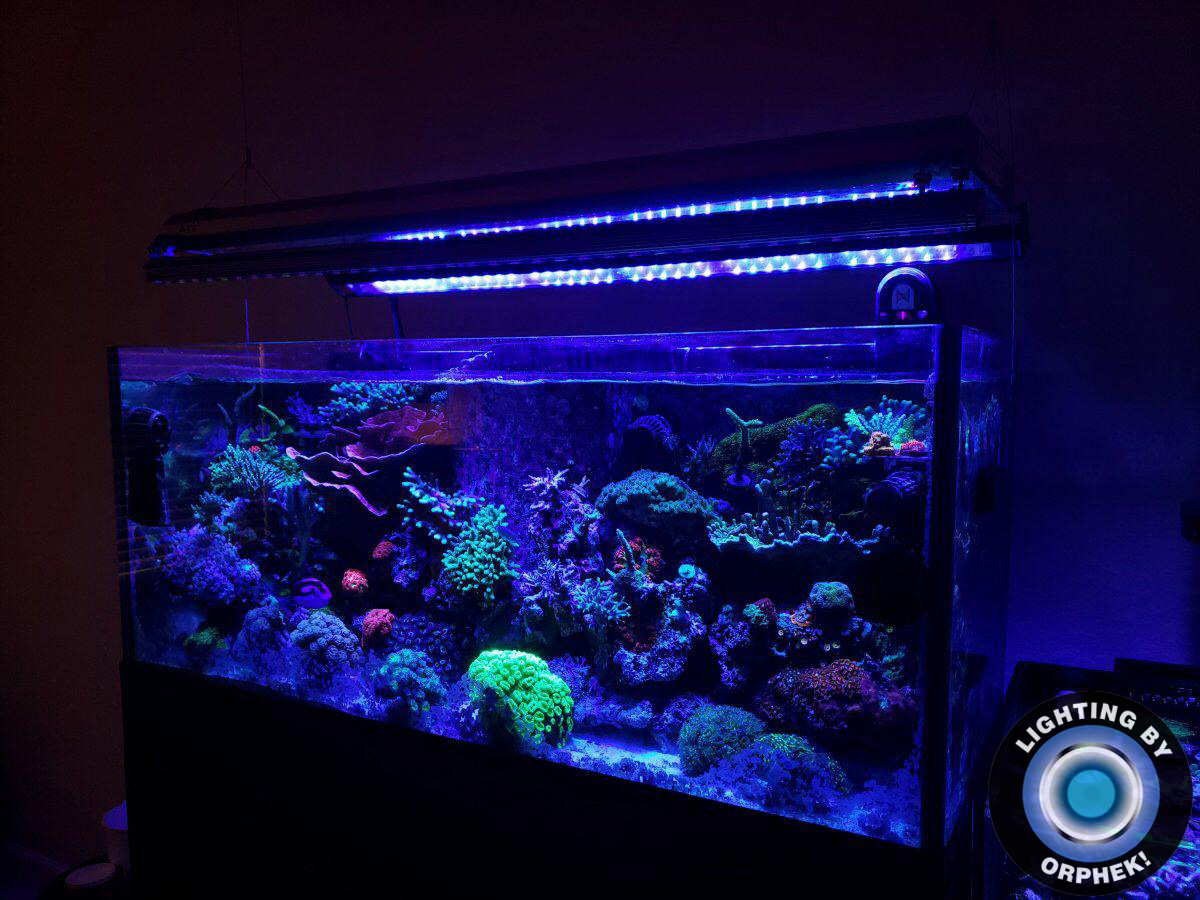 akvárium LED osvětlení slané vody