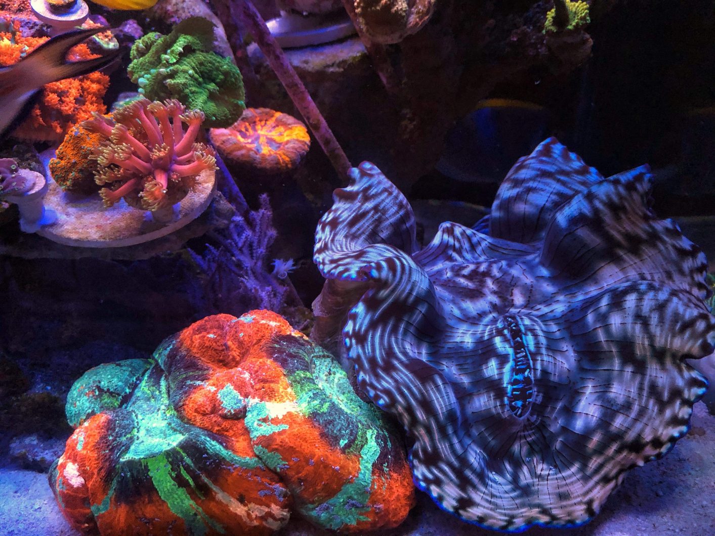 אלמוגים מתחת למסנן העדשות