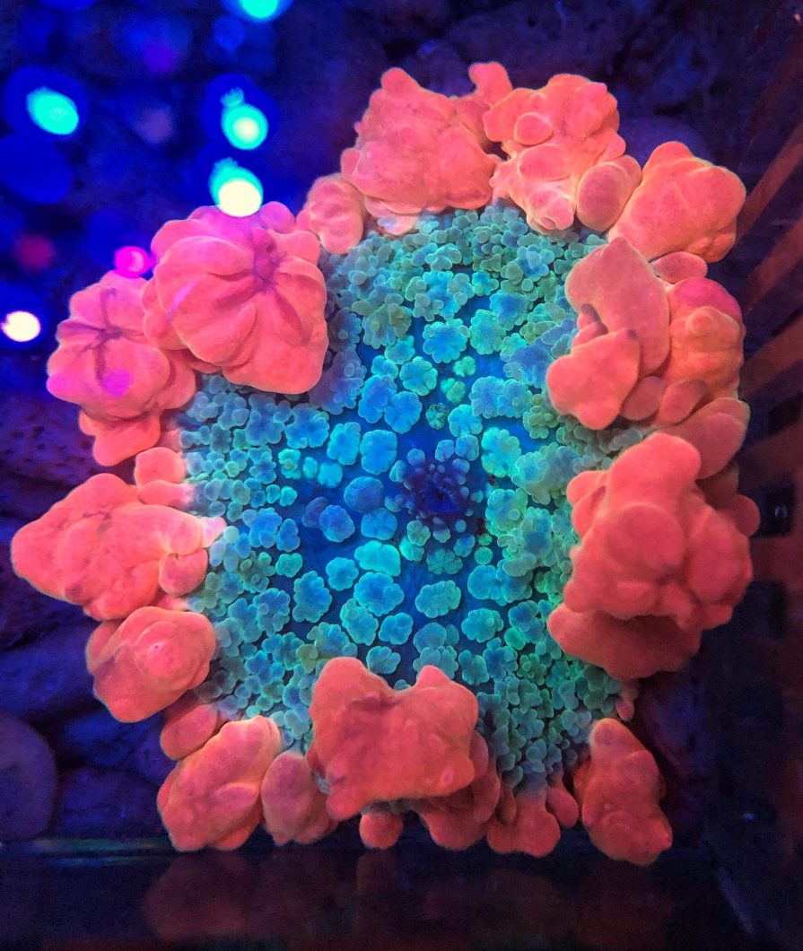 blå linse filter korallerød