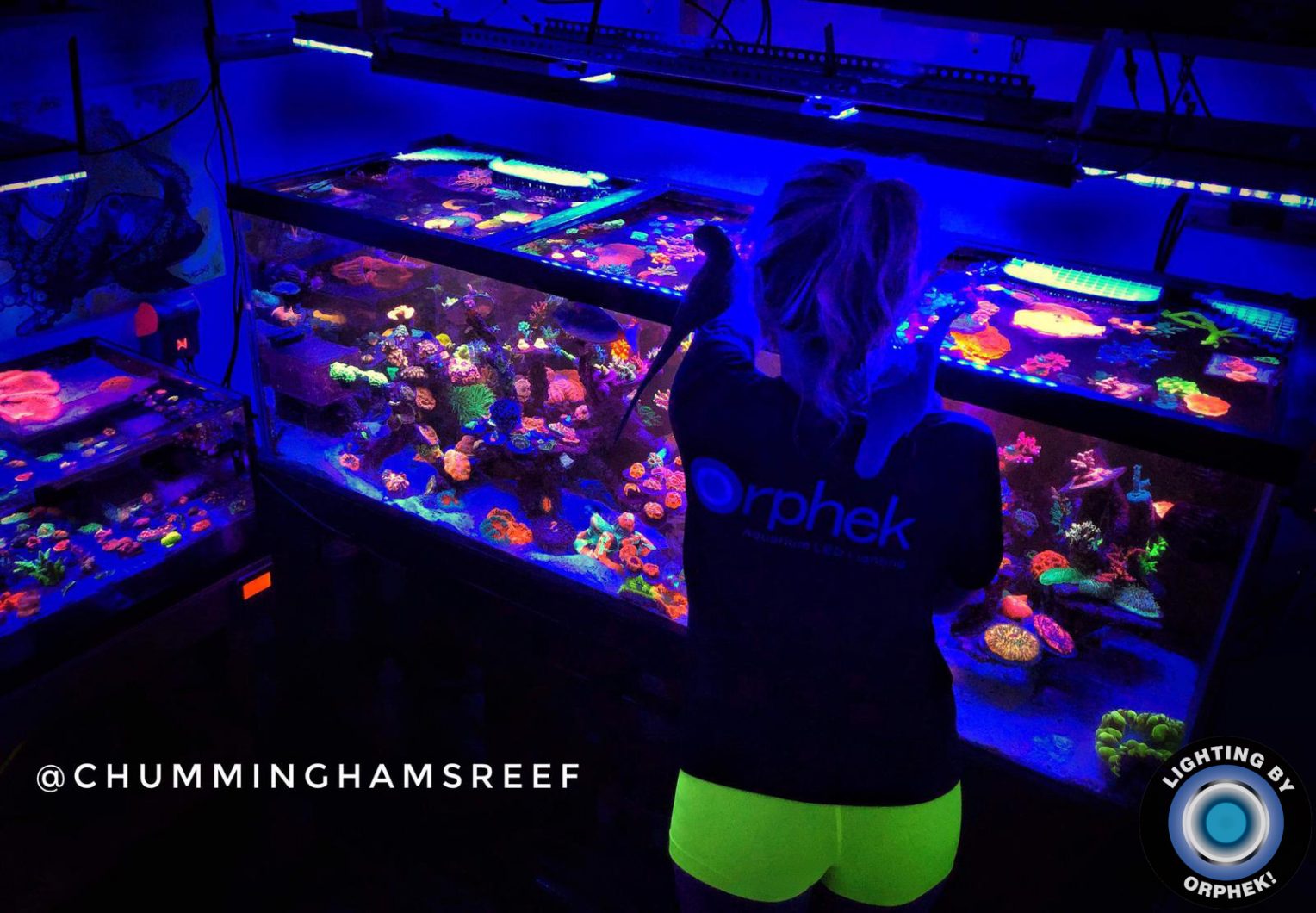 plus-puissant-eau-salée-aquarium-éclairage LED