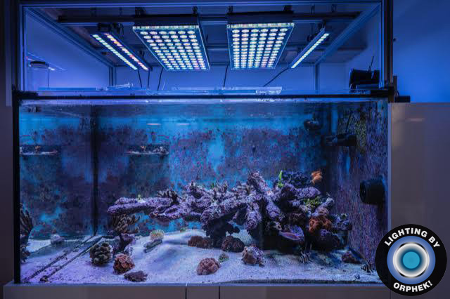 Aquarium d'eau de mer a conduit l'éclairage par Orphek