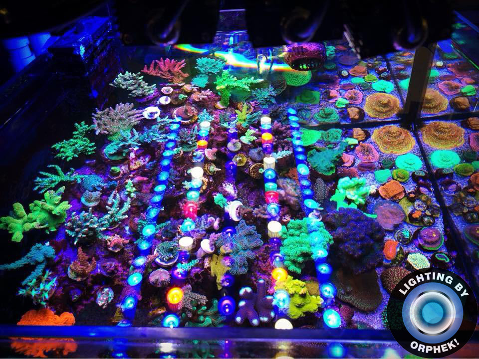 paras korallikasvu LED-palkki 2020