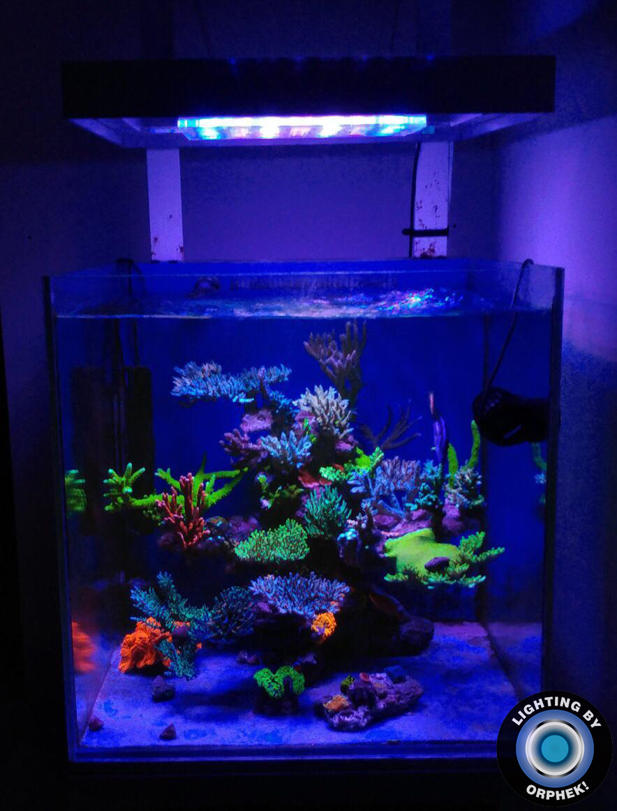 orphek melhor coral crescente iluminação led
