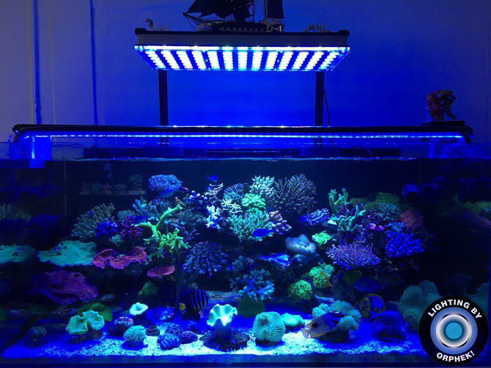 лучший бак для морской воды orphek светодиодное освещение 2020