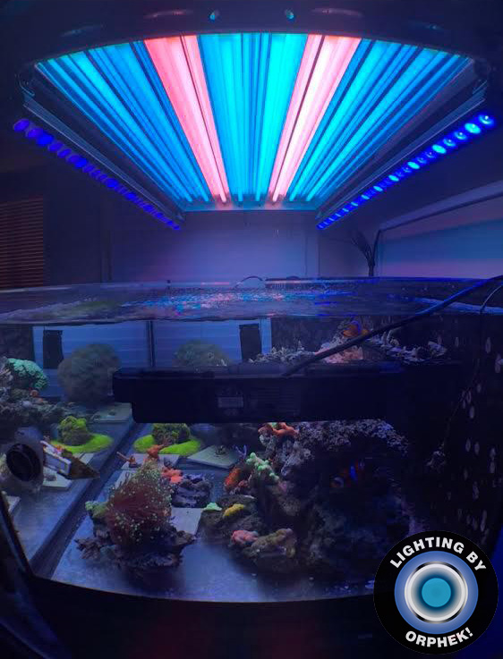 рифовый аквариум светодиодное освещение красивый рост кораллов