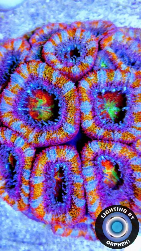best LPS corals pop LED lighting 2020
