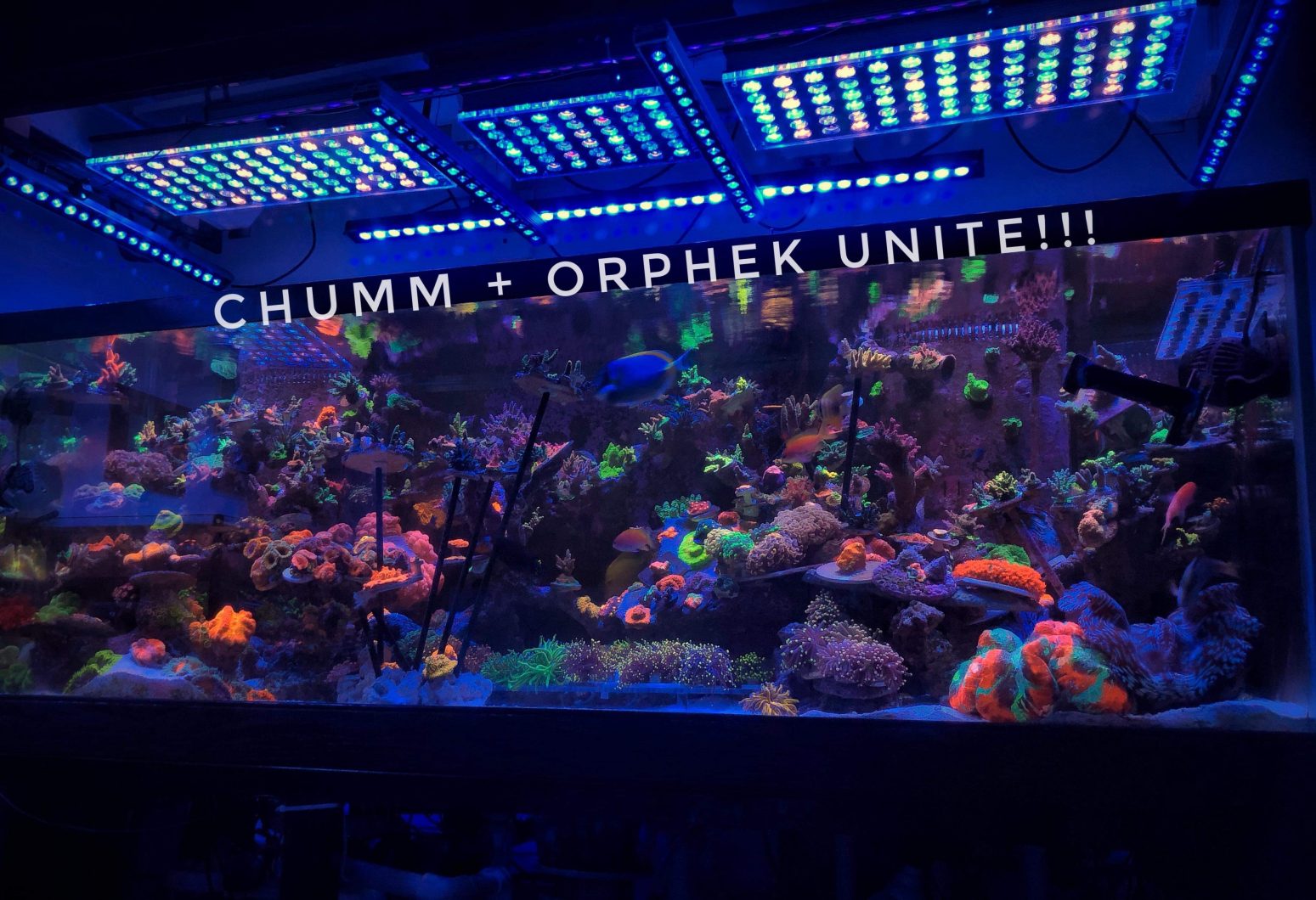 orphek the best reef LED lights 2020