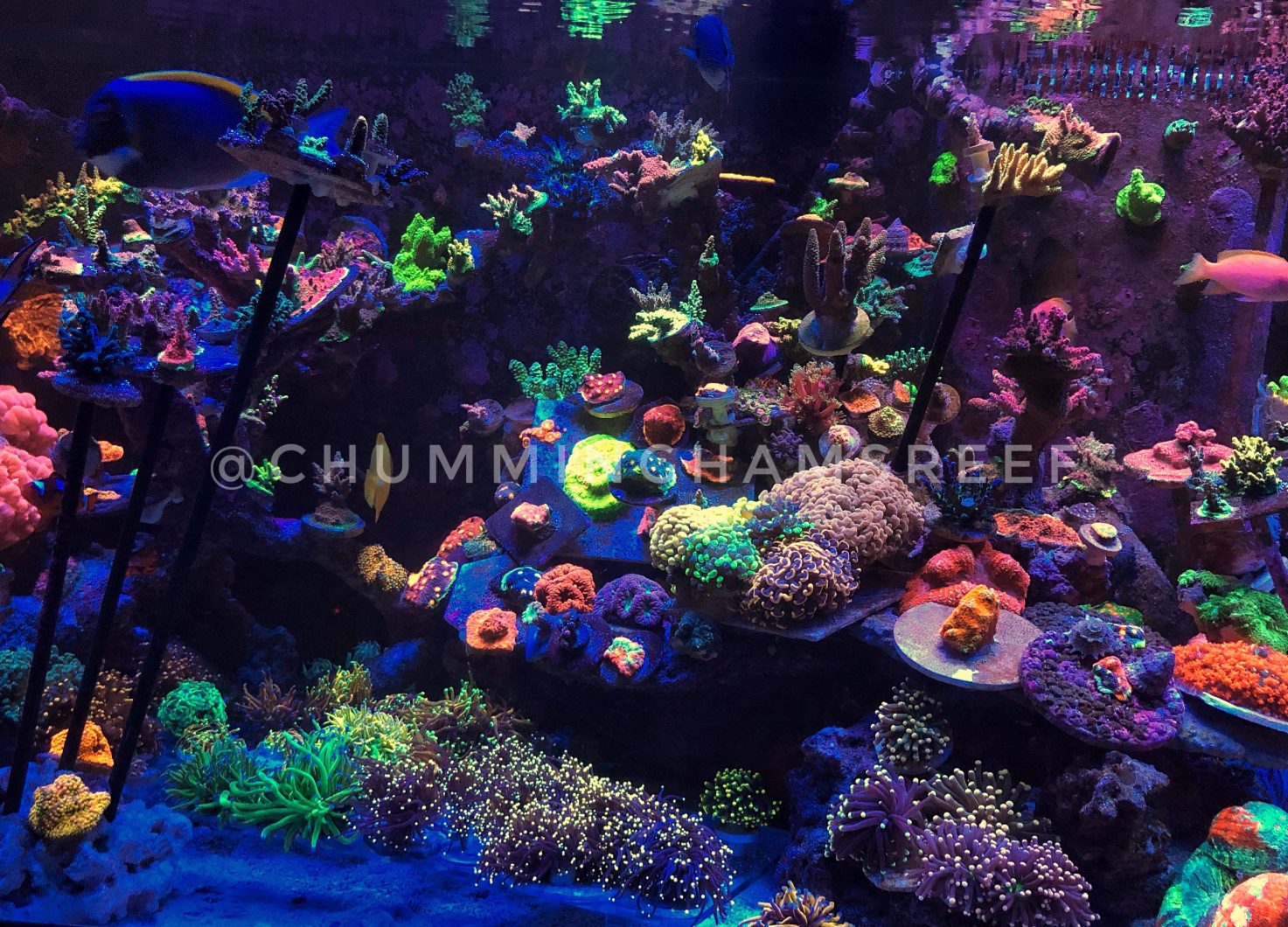 best reef LED light aquarium 2020