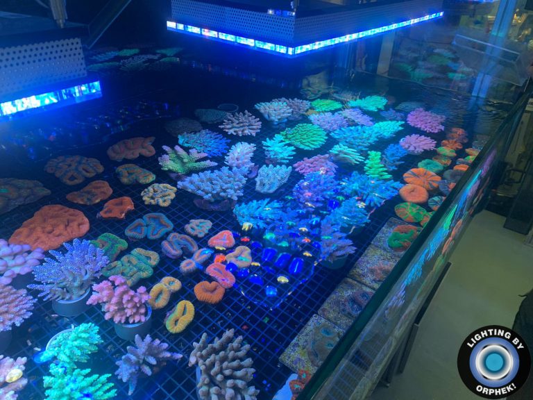 fastest SPS/LPS coral pop led lighting 2020