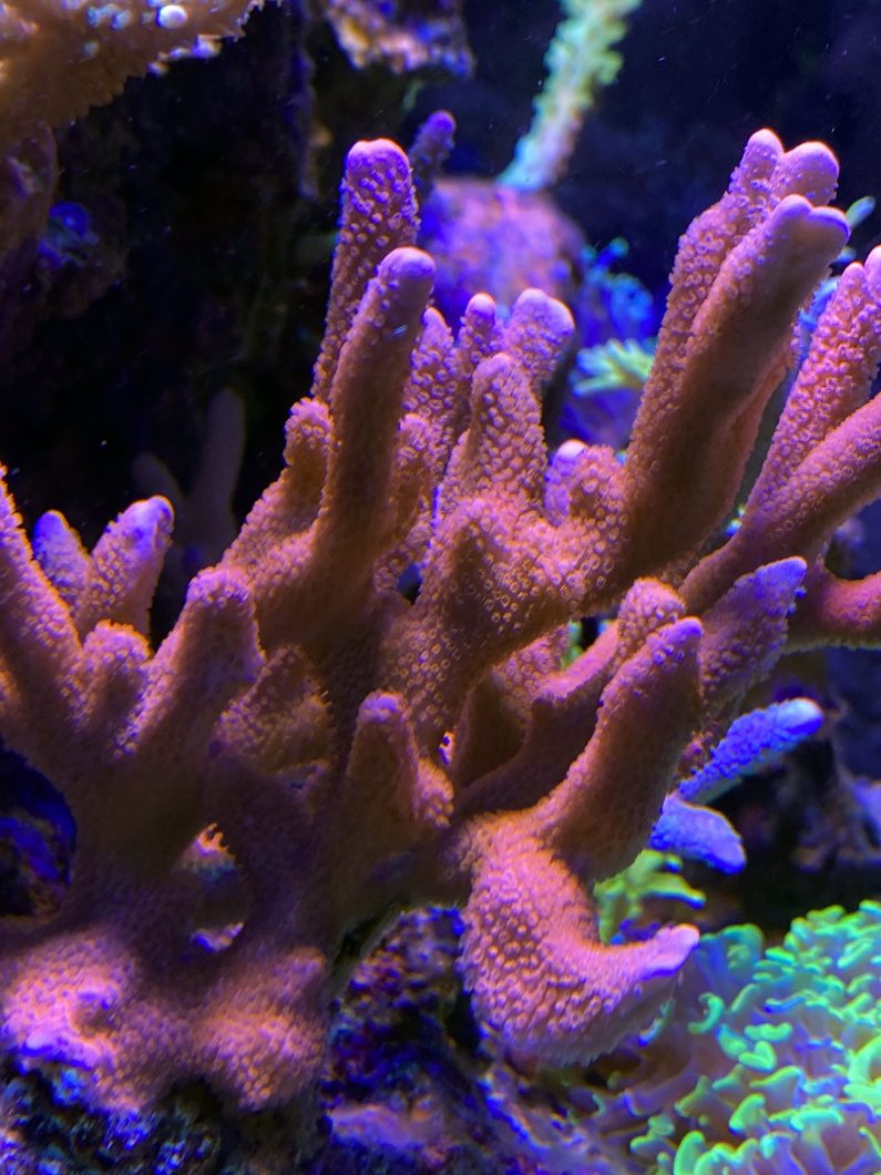 Best_reef_aquarium_led_lights_2020