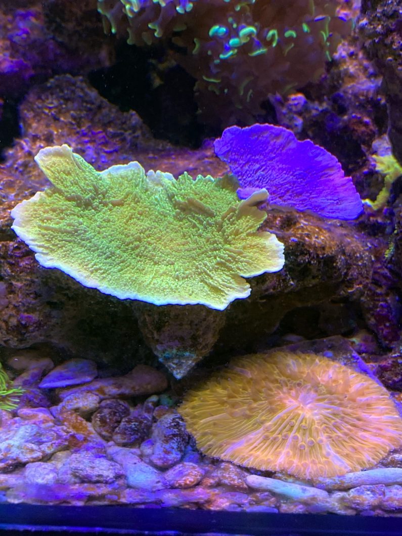 Best_reef_aquarium_led_lights_20203