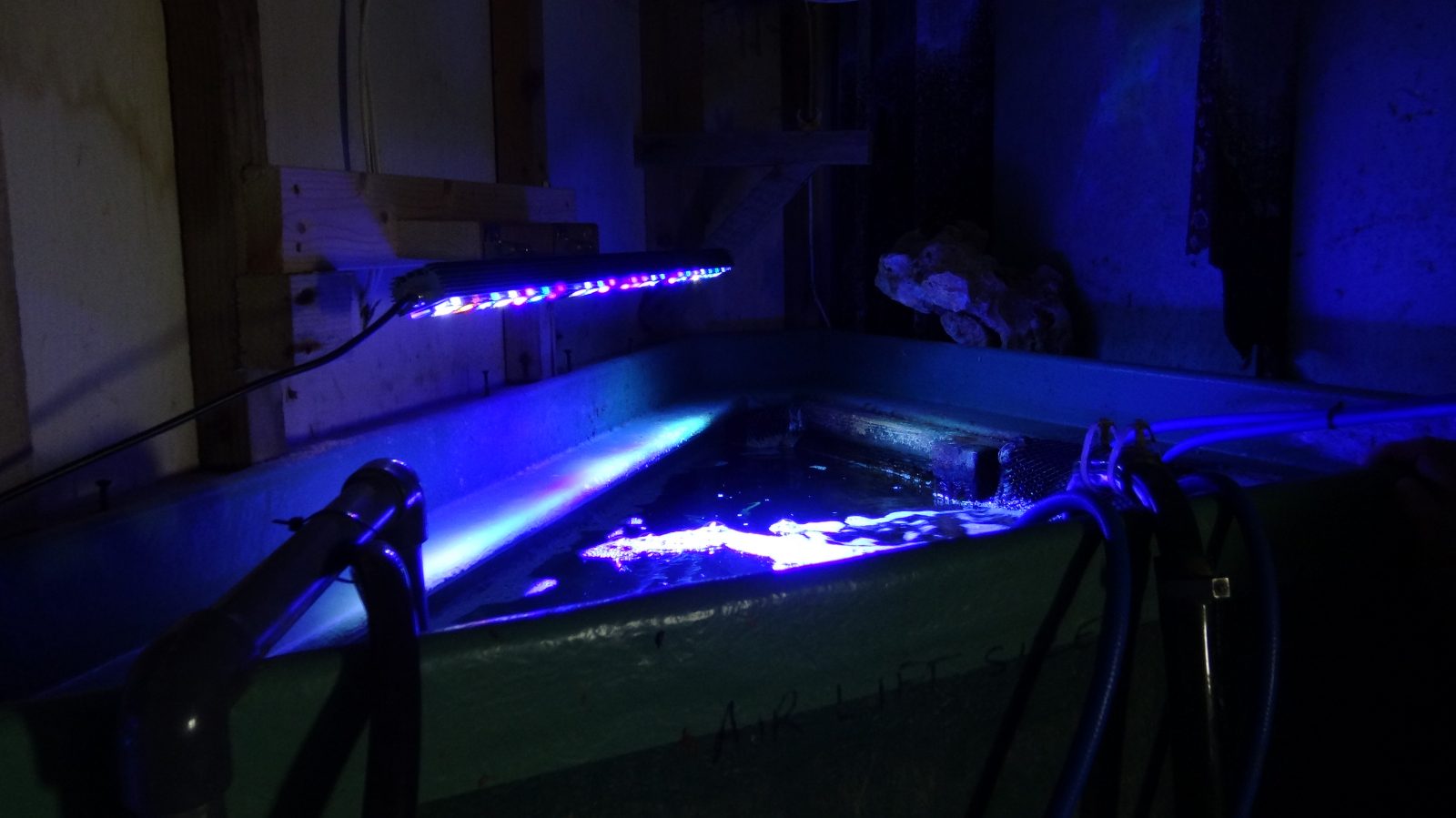 best-led-light-aquarium