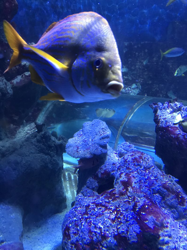 fisk-akvarium