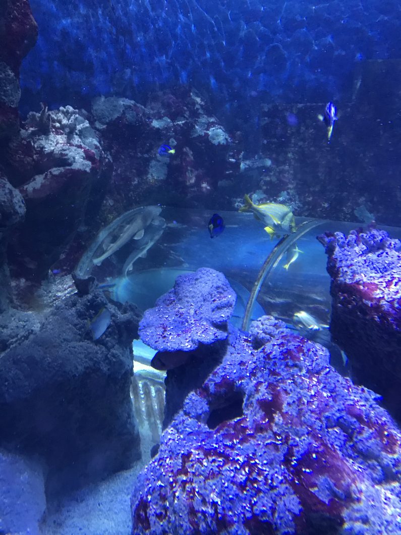 public-aquarium