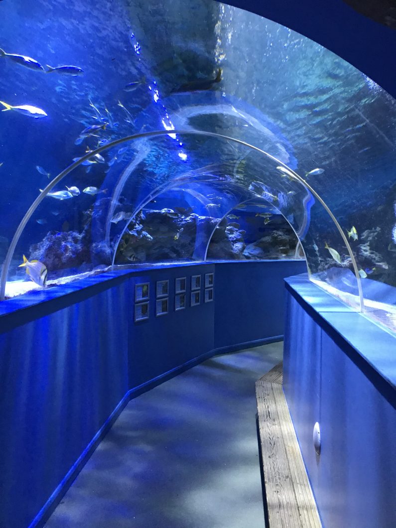 tunel-akvarium-orphek-ledede