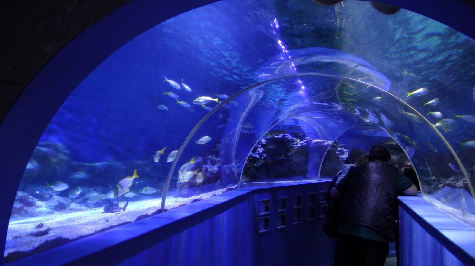 tunel-light-public-aquarium