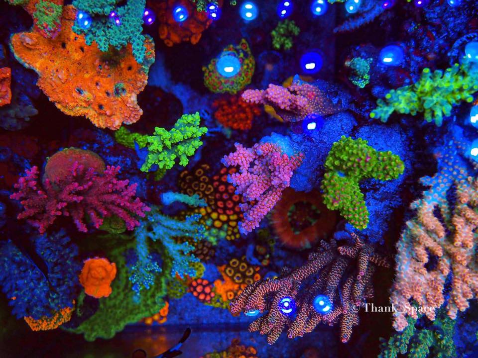 Melhor-recife-aquário-pop-up-coral-cor-LED-luzes