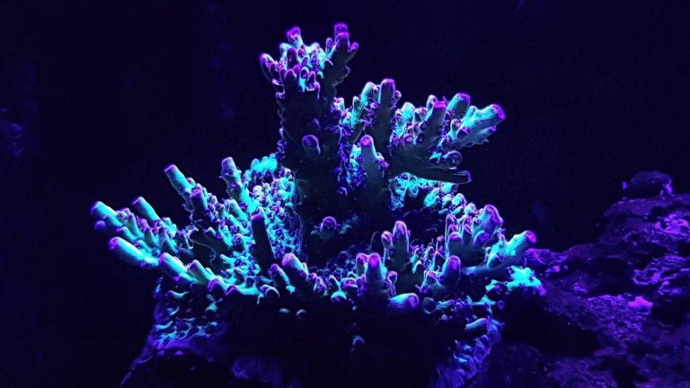 best reef aquarium corals lights