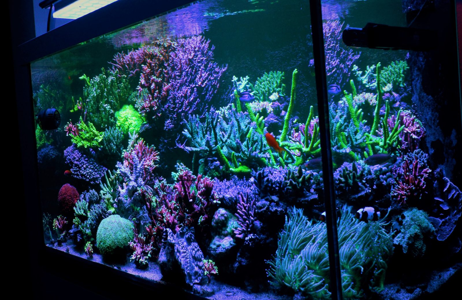 pencahayaan tangki karang terbaik Orphek