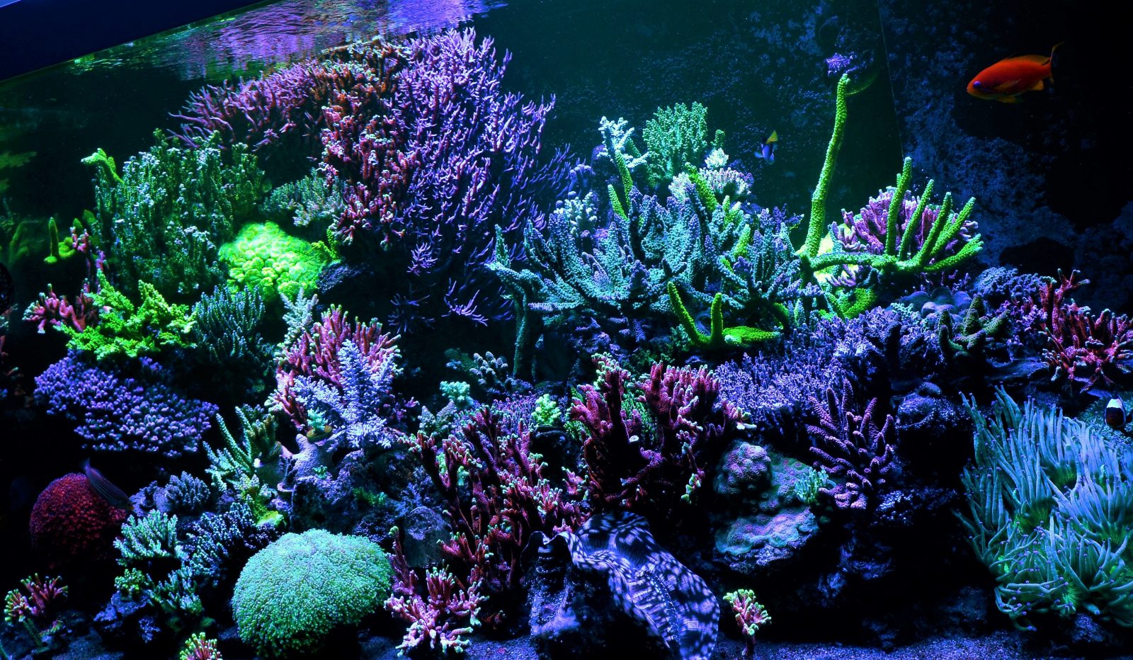 лучший рифовый аквариум светодиодное освещение 2020