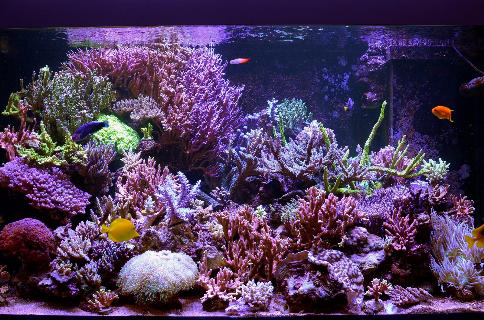 best reef aquarium leds