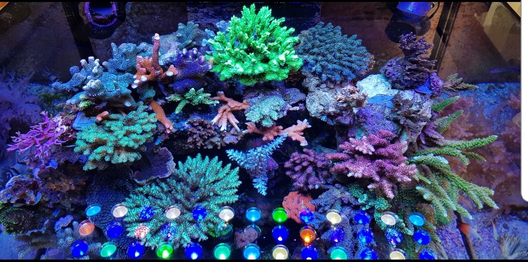 Erstaunlicher Coral Pop, beste LED-Beleuchtung