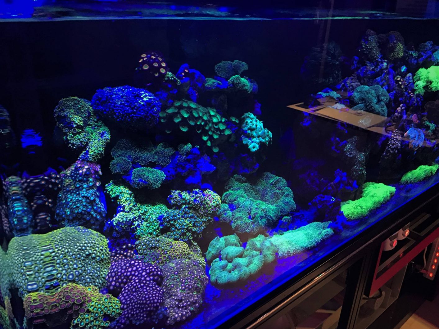 best lps/sps coral led lighting