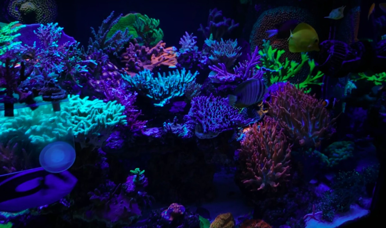 iluminación LED de cultivo de coral superior 2020