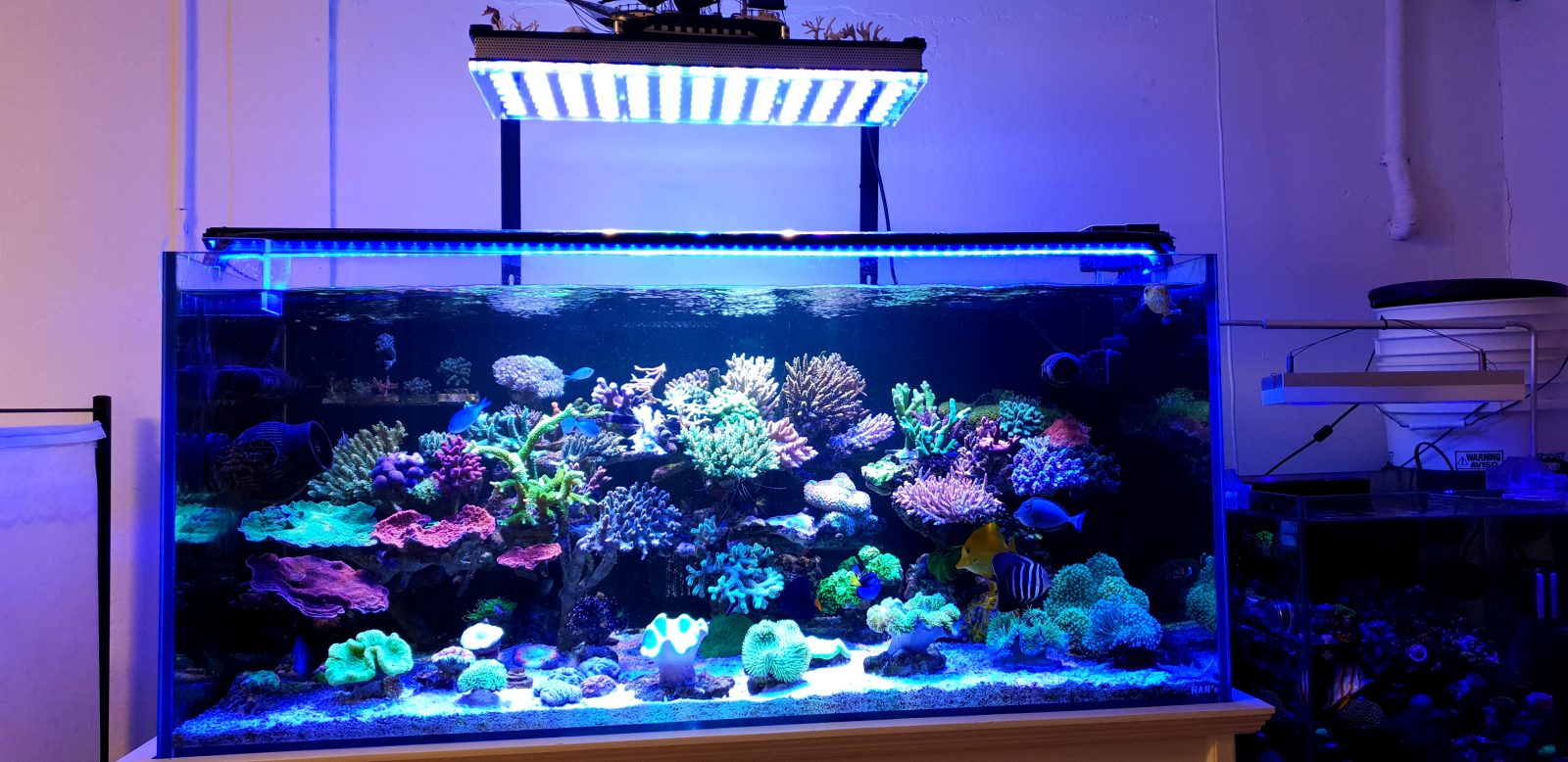 atlantik v4 bestes aquarium licht