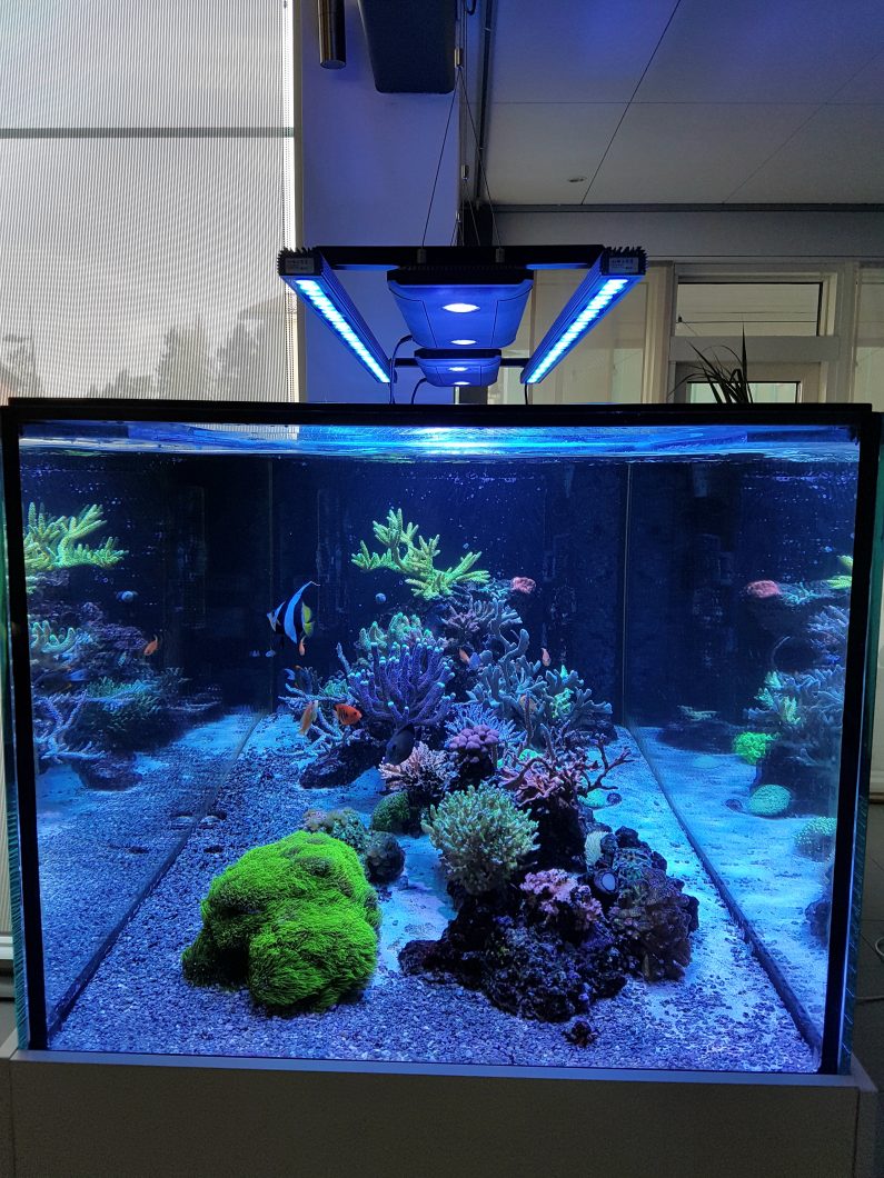 best reef tank LED strip 2020