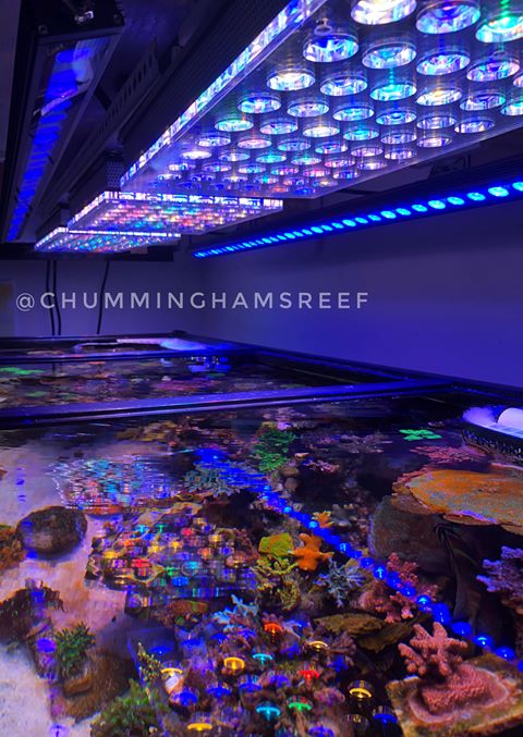 atlantik v4 best reef aquarium light