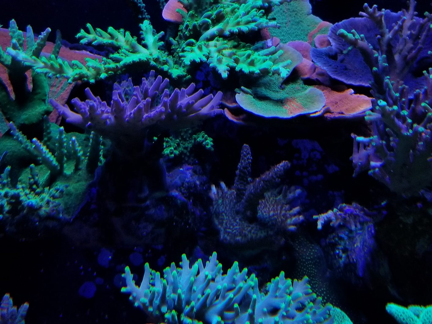 best reef tank LED orphek