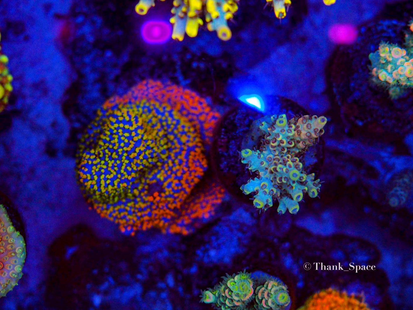 珊瑚在OR2-LED灯下