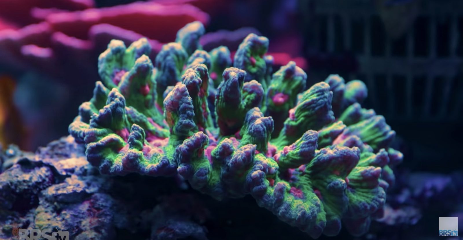 Increíbles corales sanos!