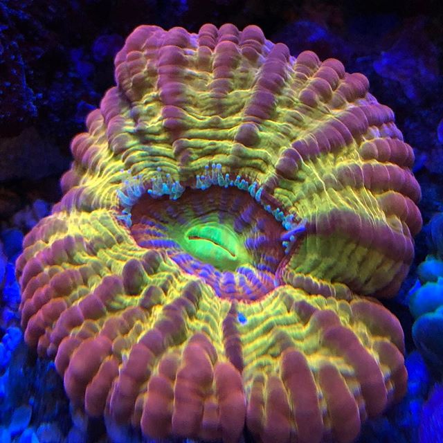 Coral Cynarina sob Atlantik V4 Gen 2