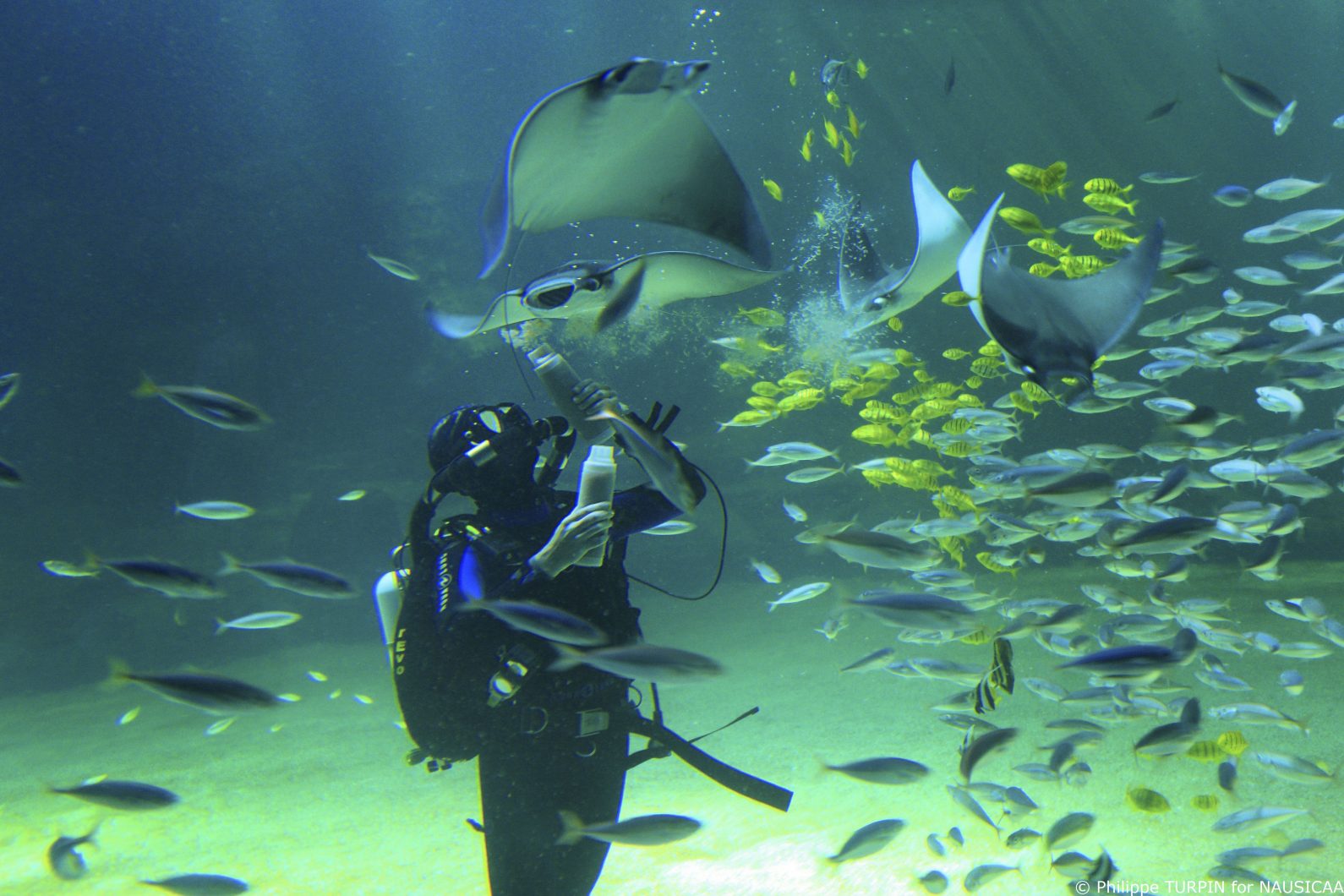 アマゾナス500ライト水族館