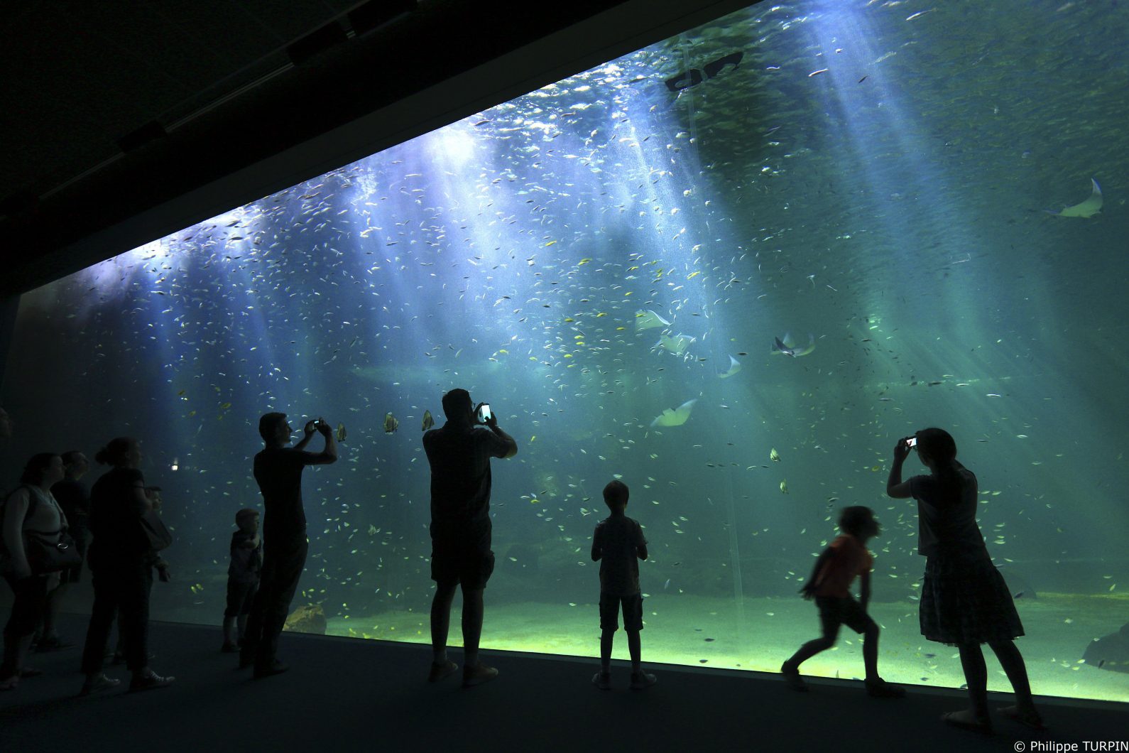 éclairage LED pour aquarium public amazonas 500