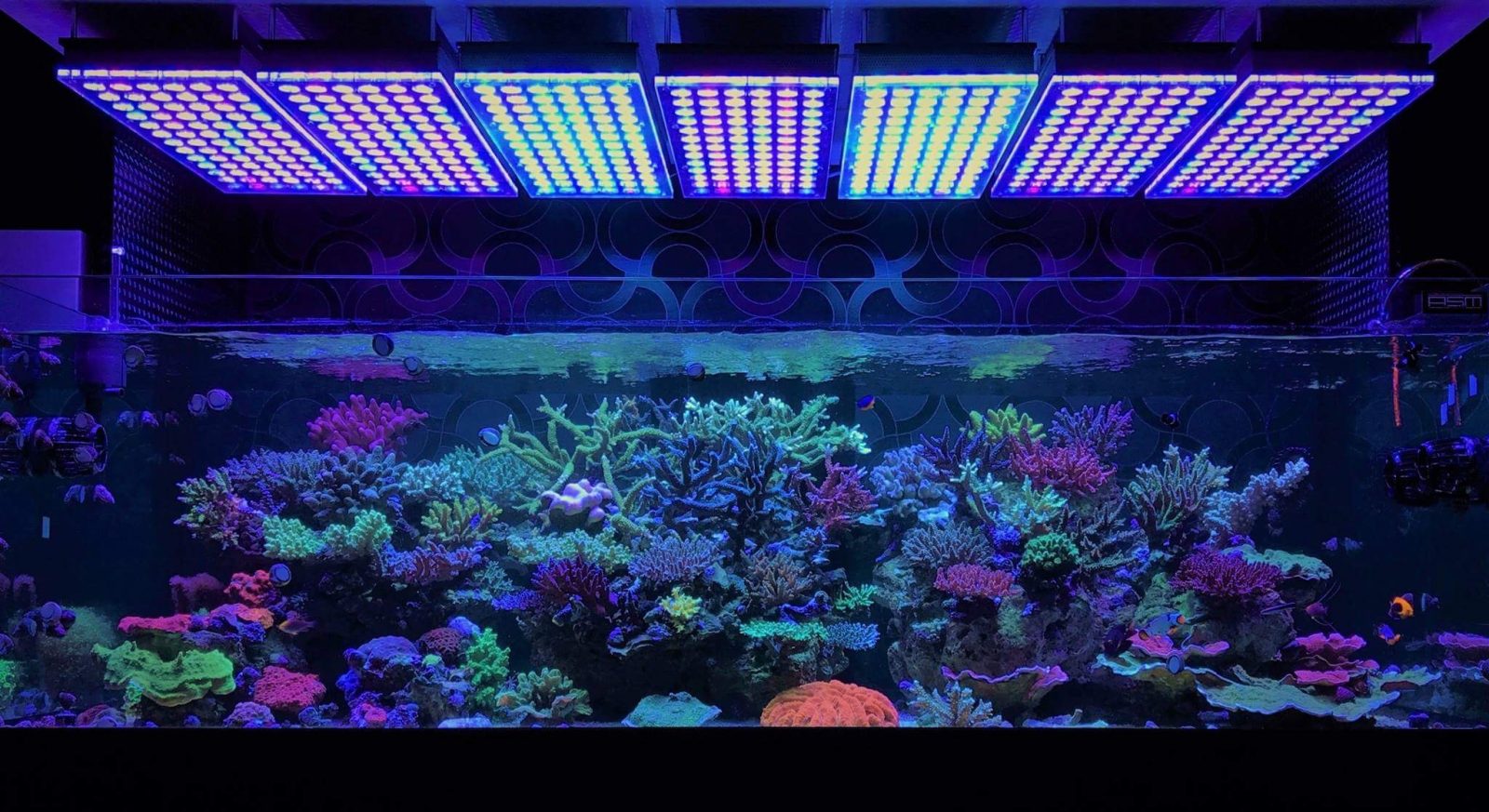orphek migliore illuminazione dell'acquario di barriera corallina