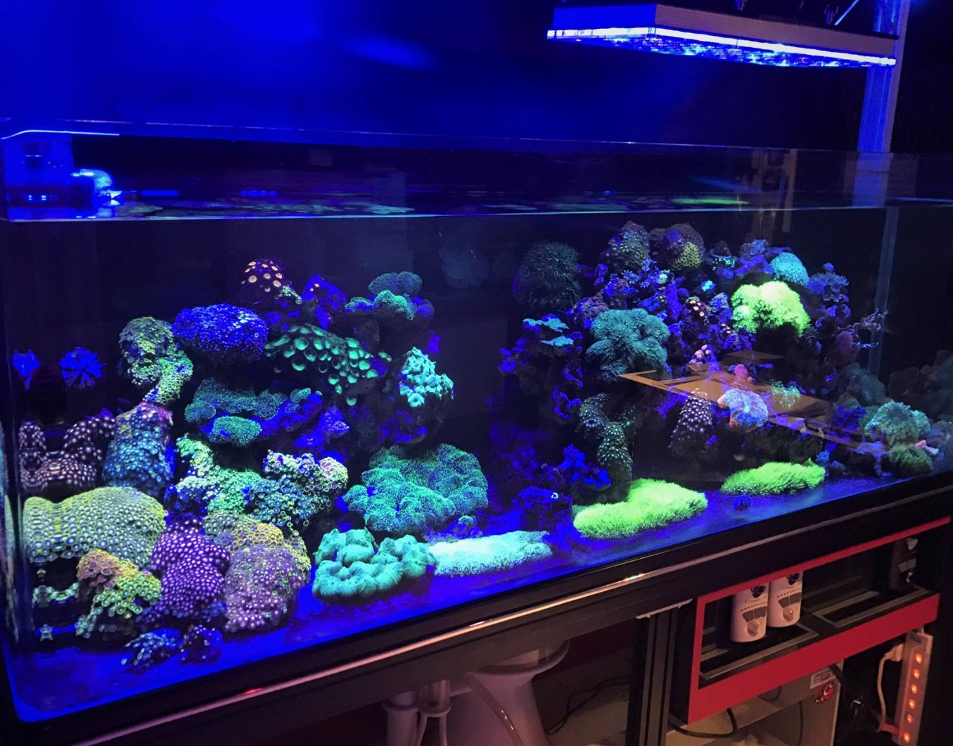 beautiful reef tank corals lighting