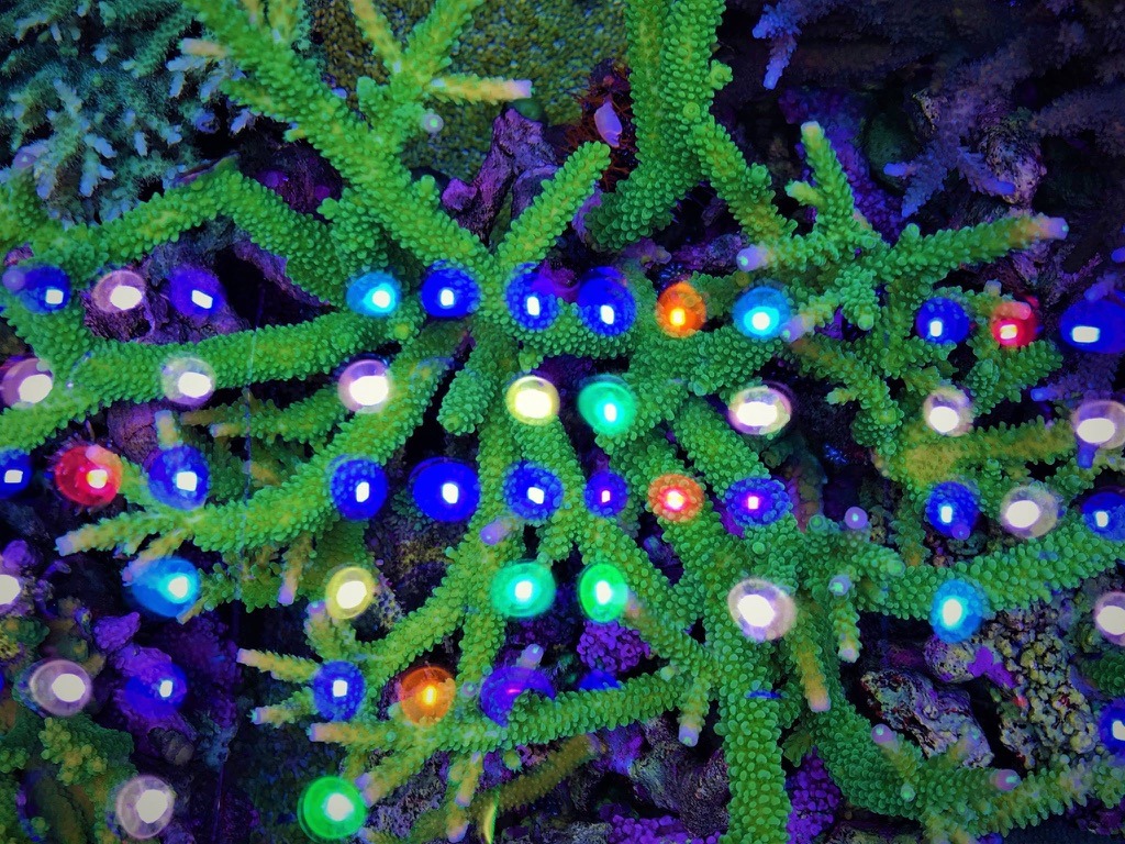 atlantik v4 best fargelys på koraller