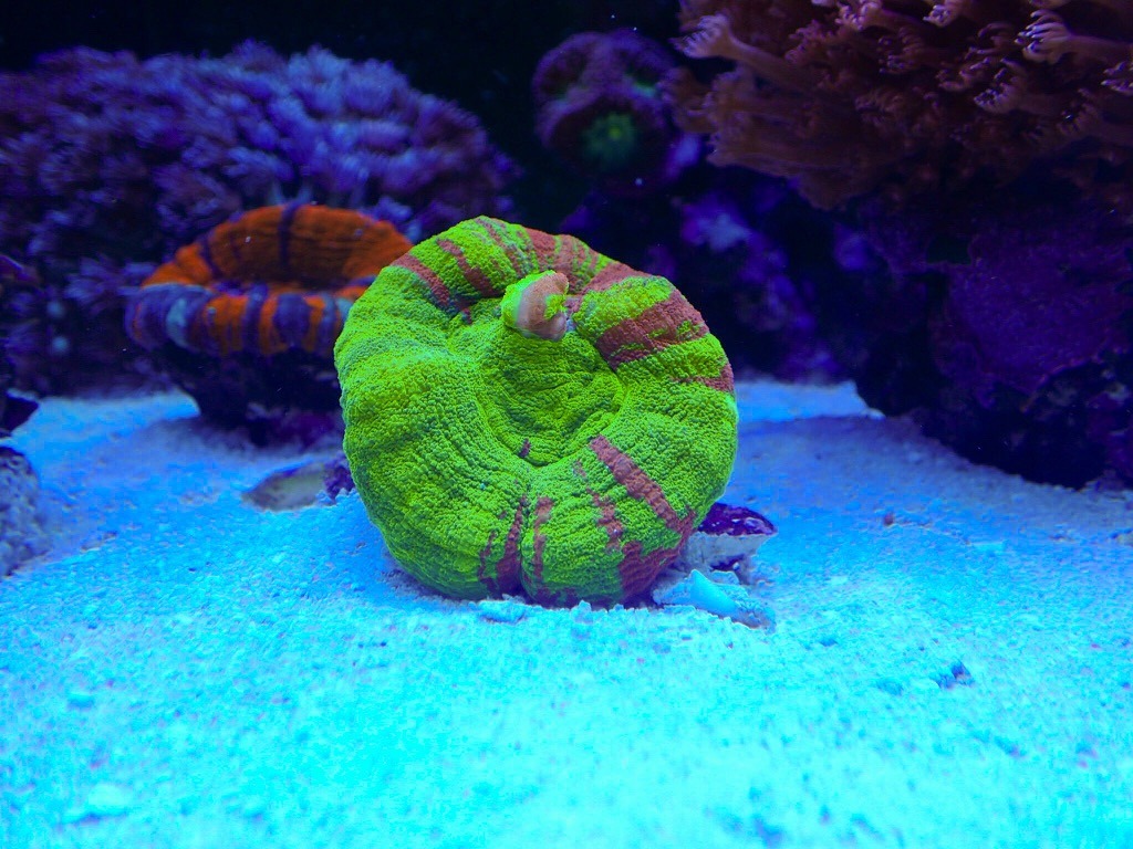 tangki terumbu karang pop dipimpin pencahayaan