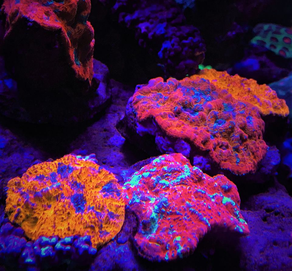 אלמוגים של אקווריום בשונית הובילו תאורה