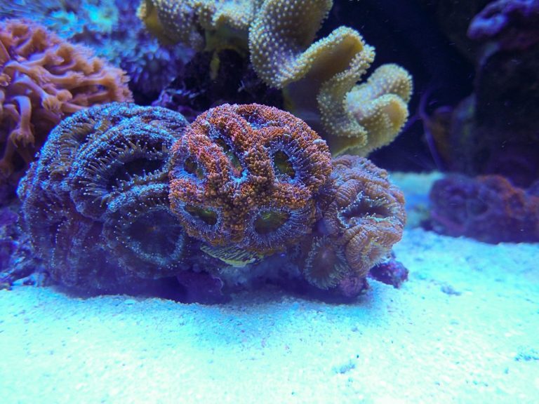 best sps corals LED lighting