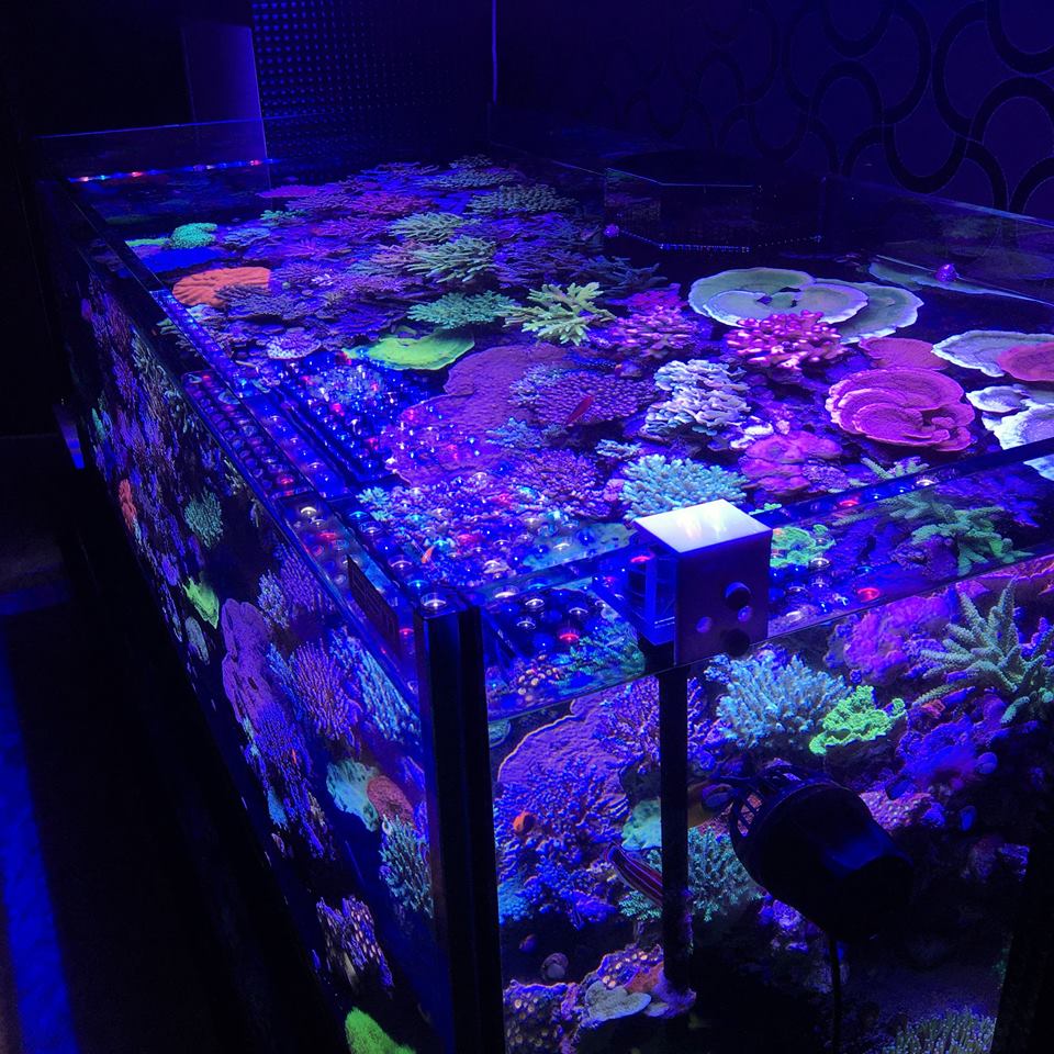 Атлантик v4 лучший аквариум светодиодный свет