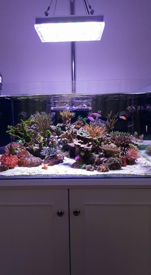 tangki led coral terbaik orphek