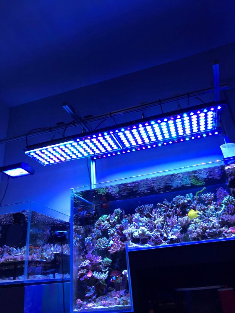 Reef Aquarium LED Light Galleria di foto • Orphek